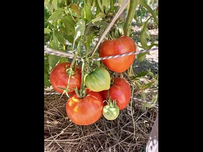 Томат Алиса (Alice)