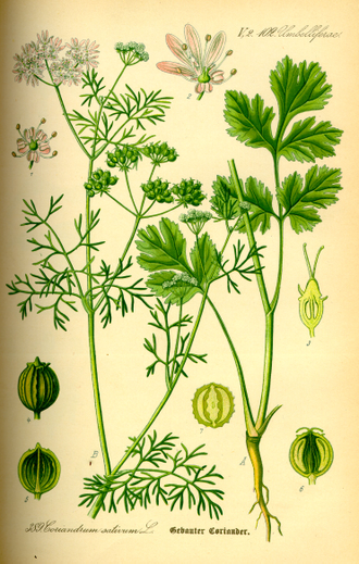 Кориандр (Coriandrum sativum) Россия, семена (5 мл) - 100% натуральное эфирное масло