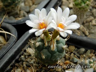 Turbinicarpus macrochele v.frailensis KS 093 - 5 семян