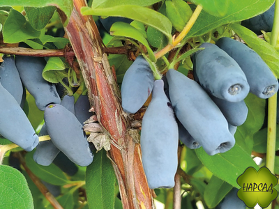 Жимолость "Фиалка" (не осыпается, ягода крупная). Саженец 3 года, дает ягоды