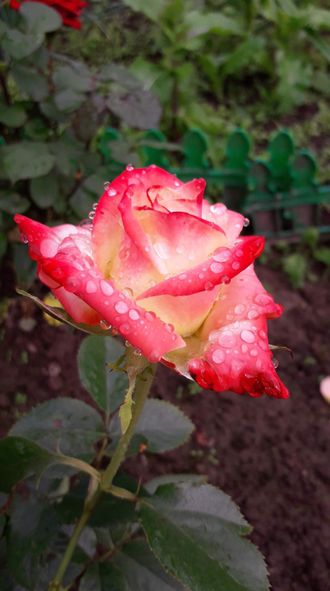 Императрица Фара, ЧГ,  Delbard