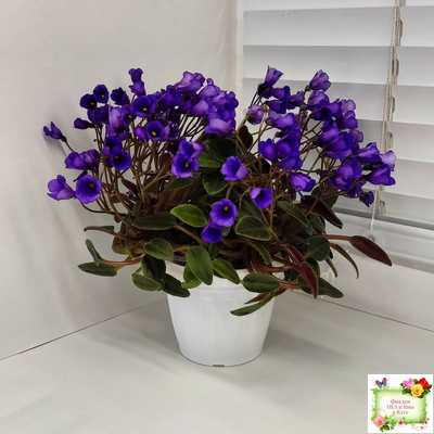 Vallarta Campanas Moradas (G.Beck) трейлер