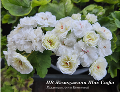 Жемчужина Шах Сафи пеларгония