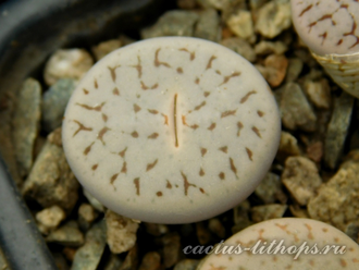 Lithops pseudotruncatella 'pallid' C264 (MG-1699) - 10 семян