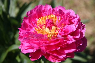 Paeonia Hi Mabel