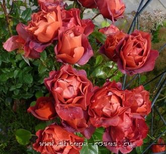 Хот Чоколэйт