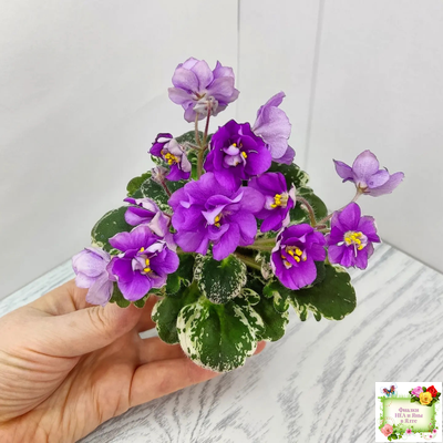 Sky Jems (Johnson) (лист посажен 29.01.26)