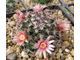 Mammillaria johnstonii v. sancarlensis (D=30мм)