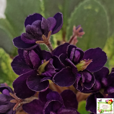 ЛЕ-Мия (Е.Лебецкая) 2018 г.