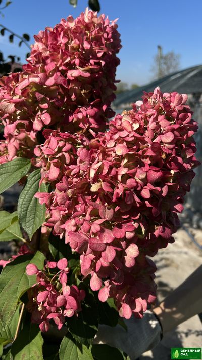 Гортензия метельчатая "Геркулес"