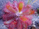 Drosera tomentosa