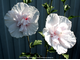 №87- China Chiffon