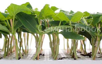 Подвой Кобальт F1 (5 шт)