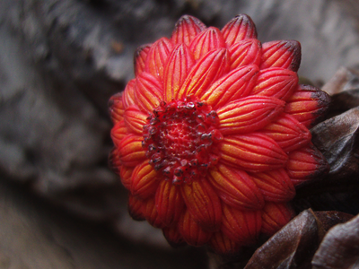 Кольцо "Цветок осеннего Солнца"