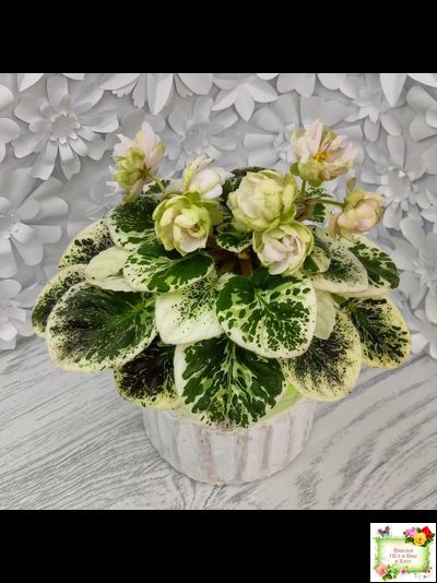 ЛЕ-Элли (Е. Лебецкая)