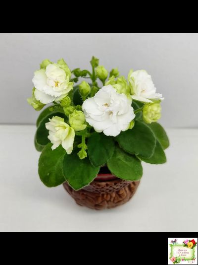 Irish Flirt mini (S.Sorano)