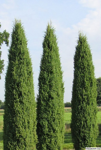 Можжевельник Хиберника - Hibernica