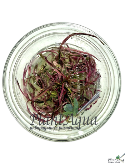 Гигрофила Пинк леди (меристемная) Сингапур