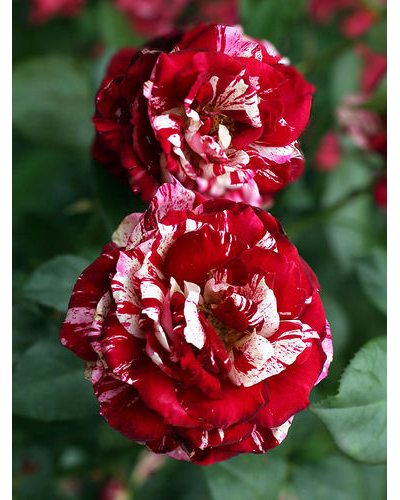 Роза Хулио Иглесиас (Julio Iglesias) ОКС, Россия