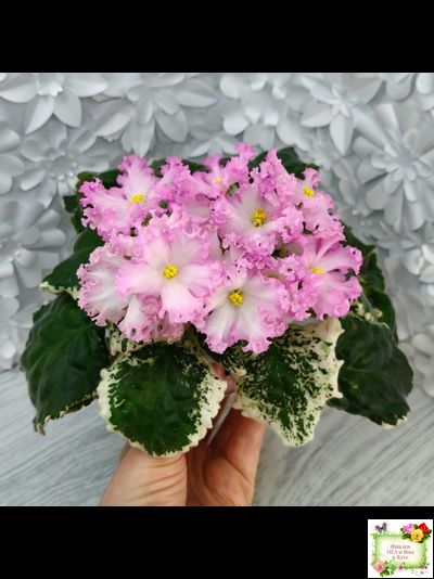 Nik-Обыкновенная Богиня (Н. Булко) 2023 г.