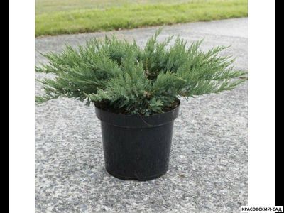 Можжевельник казацкий Там Ноу Блайт - Tam No Blight