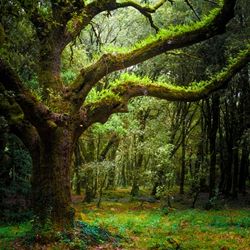 Bois des Landes (Woodland) Essence (Natural) Robertet