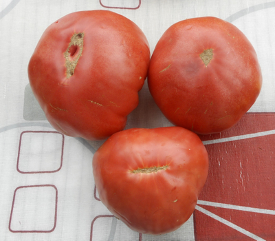 Томат Однокилограммовый