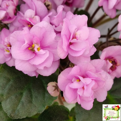 Dresden Doll (P. Harris) (7259) 11/24/1989 трейлер