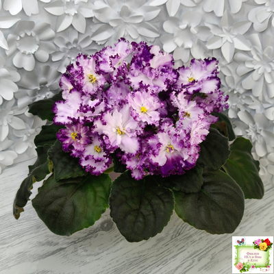 БР-Осирис (С. и Н. Буркацкие) 2022 г.