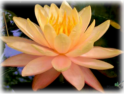 Нимфея Мунгкала Убон