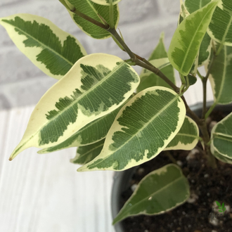 Ficus Benjamina Samantha / фикус Бенджамина Саманта