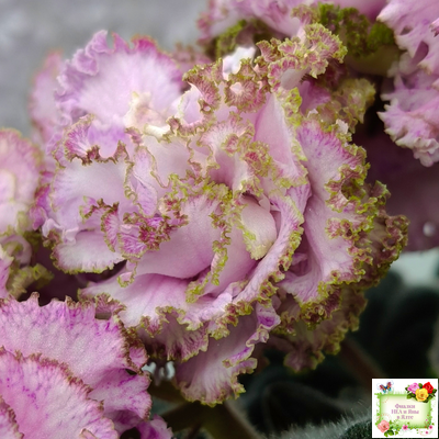 БР-Кудряшка (С. и Н. Буркацкие) 2021 г.