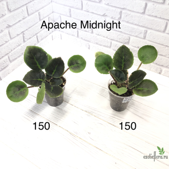 Фиалка Apache Midnight