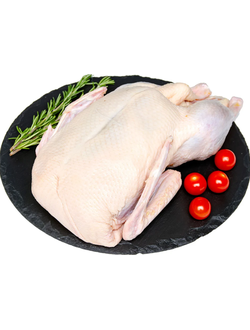 КУРИЦА /ИНДЕЙКА