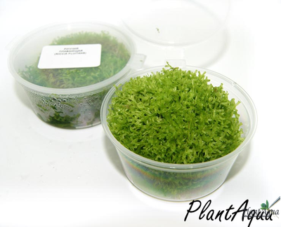 Риччия плавающая (Riccia fluitans)