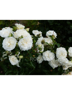сорт Бланк Мейяндекор (Blanc Meillandecor)