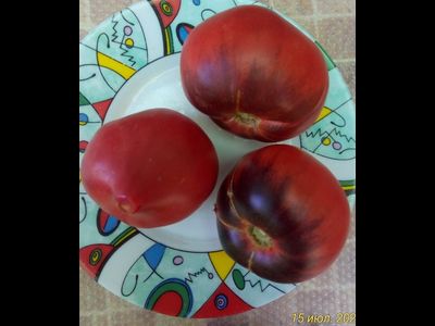 Томат KAS-21, Польша