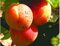 ПАМЯТИ САЛАМАТОВА (компактный и вкусный)