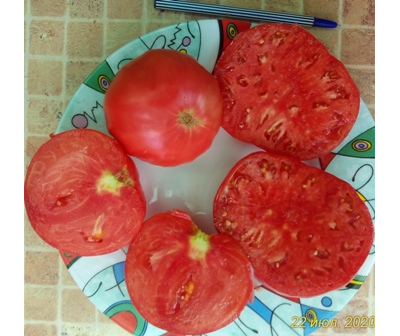 Томат Дакоста португальская (DaCosta's Portuguese)