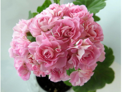 П28 Пеларгония Розебудная Australien Pink Rosebud/Swanland pink укорененный черенок