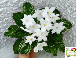 LV-Сбежавшая Невеста (Л. Шевелева) 2025 г. трейлер (клакамас пестролистный)