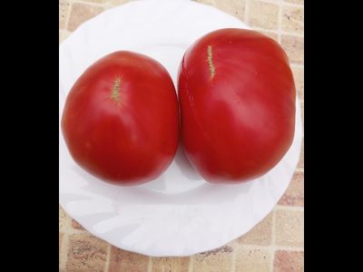 Томат Бабушкино бычье сердце