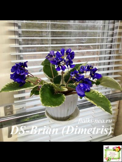 DS-Brian (Dimetris) 2014 г. (пестролистная бастл-листва)