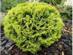 Туя западная Mirjam, C10