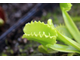 Dionaea muscipula "Werewolf"