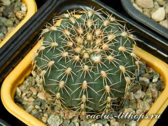 Gymnocalycium stellatum v.flavispinum (Чехия) - 10 семян