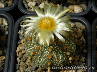 Astrophytum asterias hybr. - 5 семян