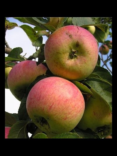 Анис полосатый (яблоня)