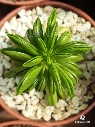 Peperomia dolabriformis - Пеперомия долотовидная