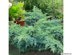 Можжевельник Блю Свид - Blue Swede